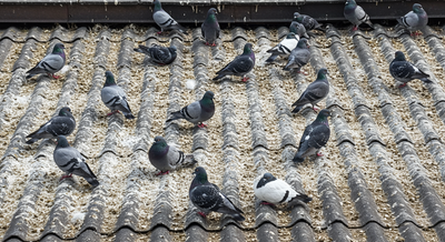 Bird Control Services in Brentwood, CA | Delta Pest Services