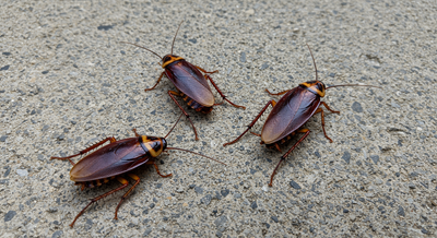 Roach Control in Brentwood, CA | Delta Pest Services